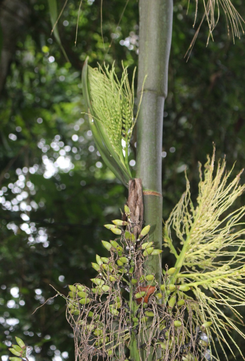 Areca triandra Roxb. ex Buch.-Ham.